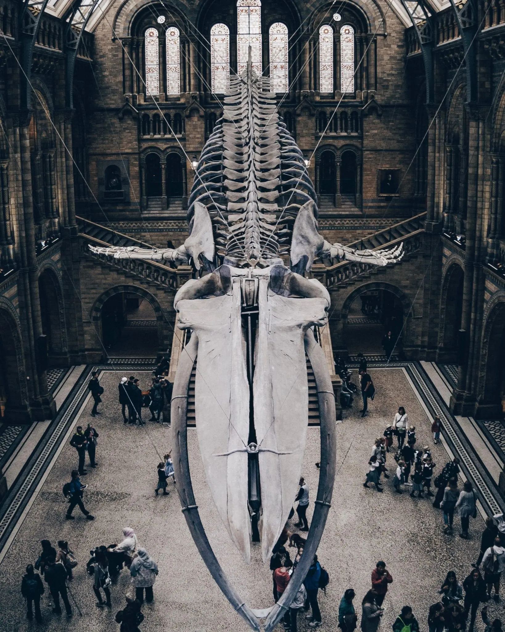 Whale Skeleton